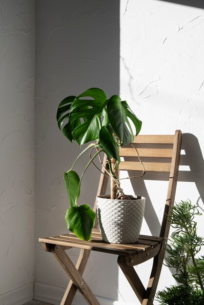 Deco de plantas bonitas e modernas