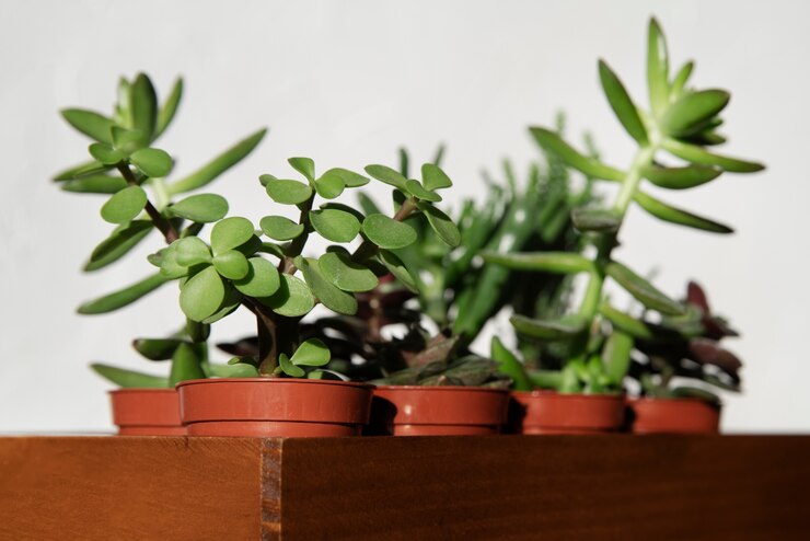 Foto grátis deco de plantas bonitas e modernas