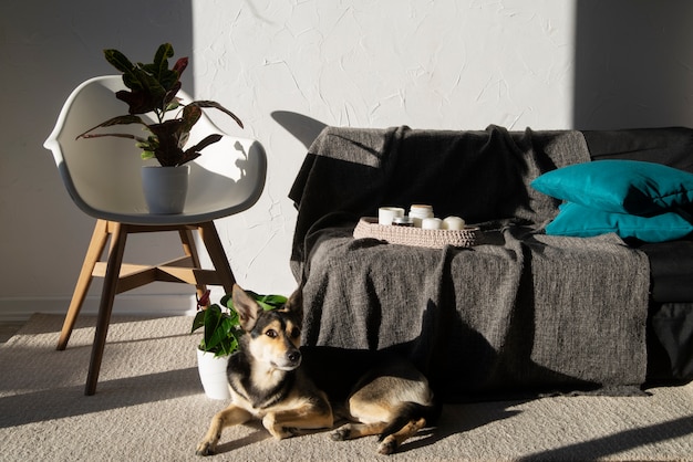 Deco de plantas bonitas e modernas