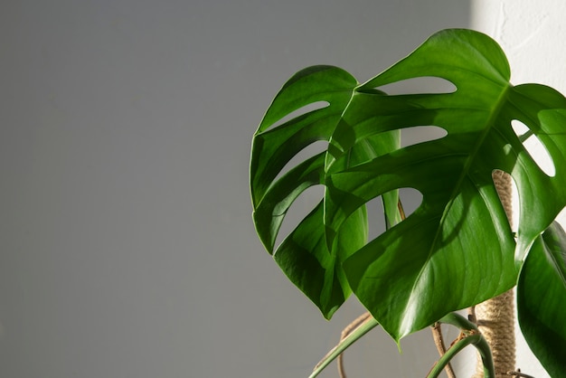 Foto grátis deco de plantas bonitas e modernas