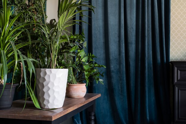 Deco de plantas bonitas e modernas