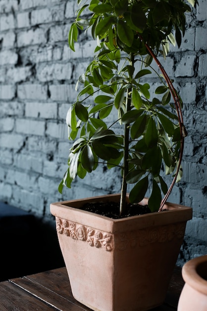 Deco de plantas bonitas e modernas