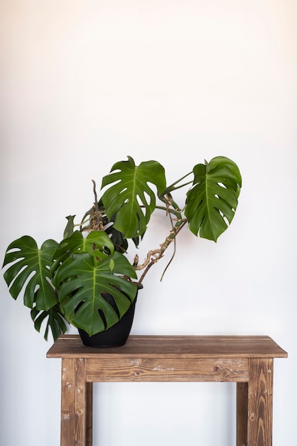 Deco de plantas bonitas e modernas