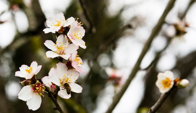 Foto grátis decoração da bela flor branca ao ar livre