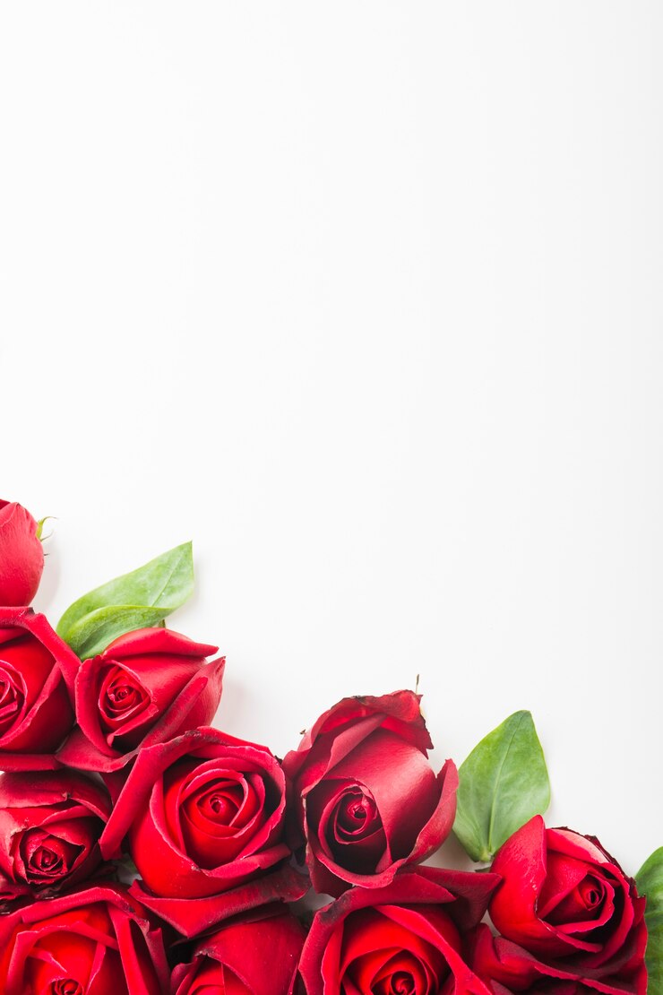 Foto grátis decoração de rosas na parte inferior de fundo branco