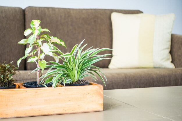 decoração planta vaso na sala