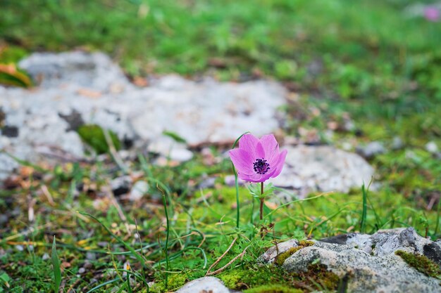 Delicada flor de primavera rosa em uma ideia de foco seletivo de clareira de floresta para um plano de fundo ou cartão postal parabéns pela primavera e dia da mulher