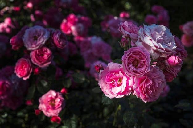 Delicadas flores cor de rosa no arbusto