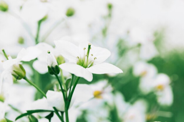 Delicadas flores frescas brancas