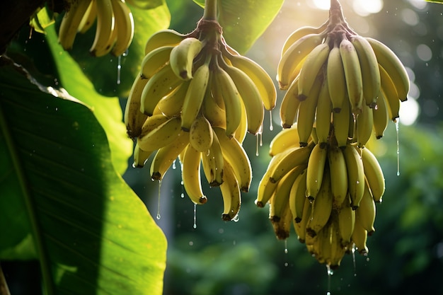 Deliciosas bananas na natureza