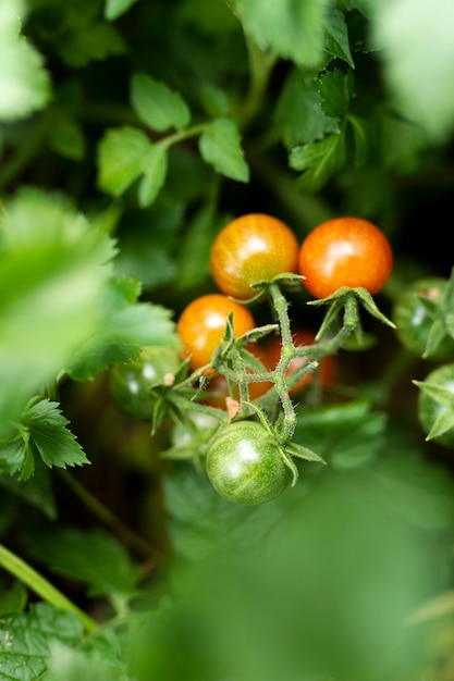 Deliciosos tomates escondidos nas folhas verdes