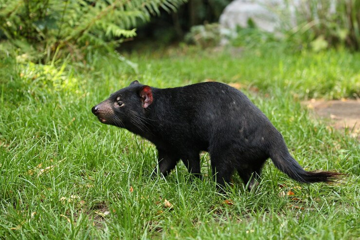Foto grátis demônio da tasmânia. sarcophilus harrisii