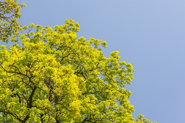 Densas folhas verdes no topo da árvore com o céu
