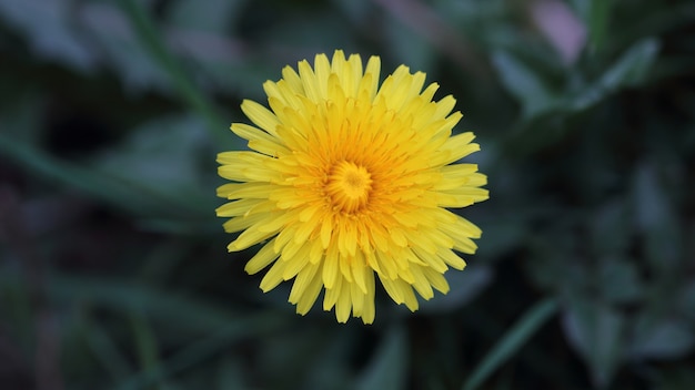 Foto grátis dente-de-leão comum (taraxacum officinale)