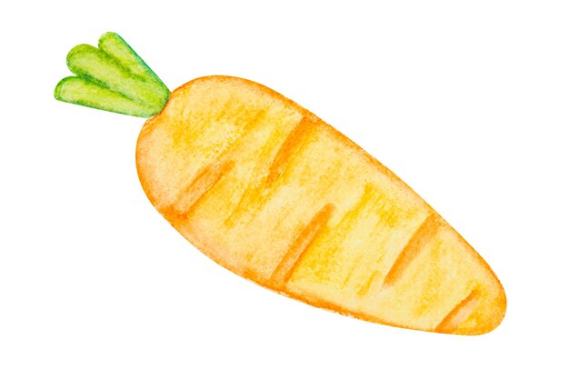 Desenho de cenoura em aquarela isolado no fundo branco