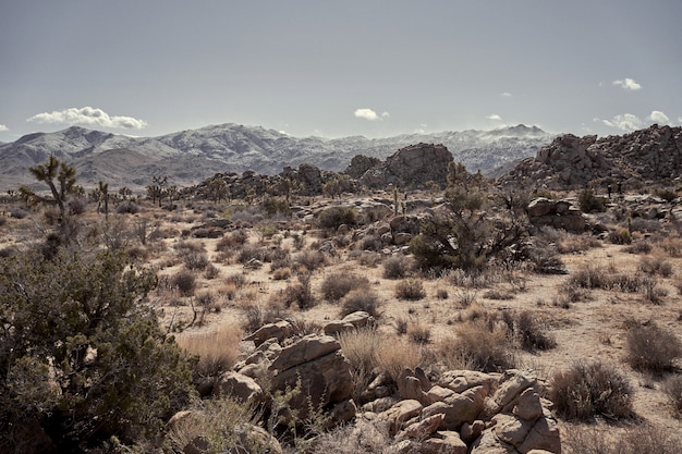 Deserto com pedras e arbustos secos com montanhas ao longe no sul da Califórnia