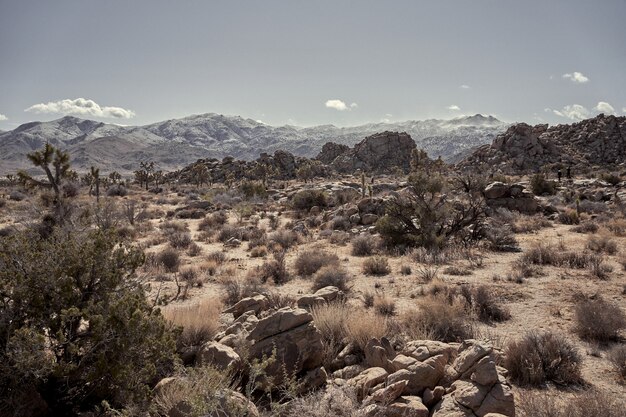 Deserto com pedras e arbustos secos com montanhas ao longe no sul da Califórnia