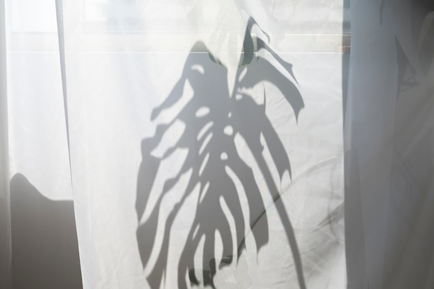 Design de interiores com sombra de planta monstera