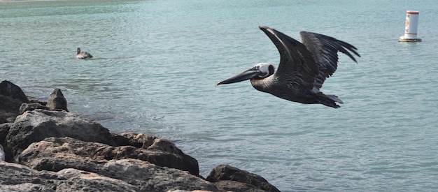 Deslumbrante pelicano em pleno voo em aruba