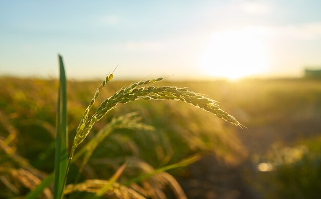 Foto grátis detalhe da planta de arroz ao pôr do sol em valência, com a plantação fora de foco. grãos de arroz na semente da planta.