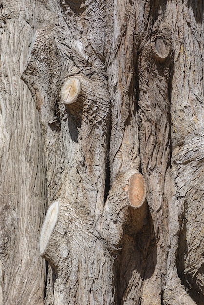 Detalhe da textura do detalhe do tronco