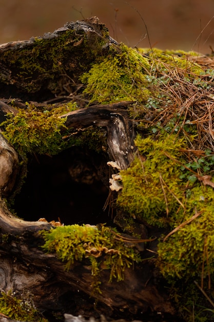 Detalhe de close-up de floresta selvagem