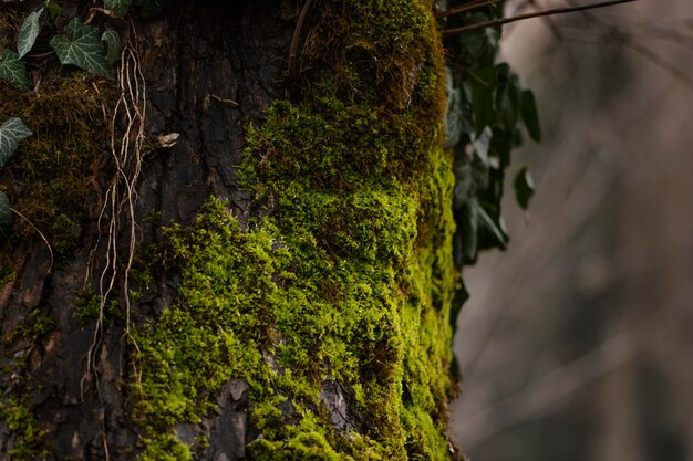 Detalhe de close-up de floresta selvagem