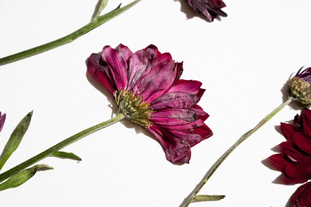 Foto grátis detalhe de flores prensadas