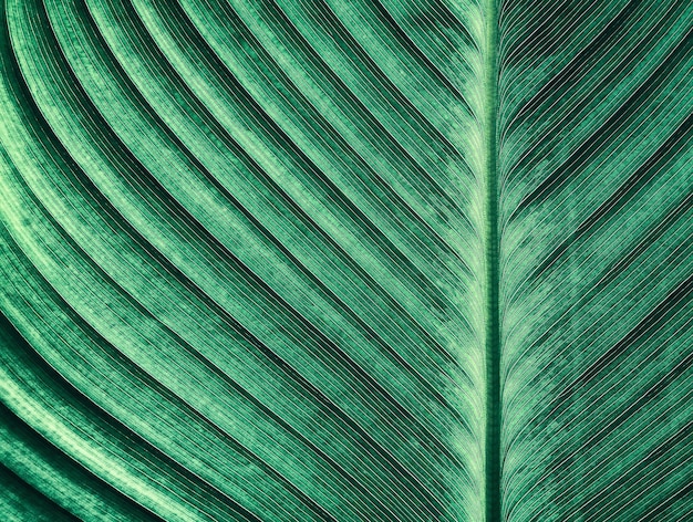 Detalhe de fundo verde abstrato de folha de palmeira