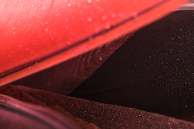 Foto grátis detalhe de macro de penas vermelhas contra fundo preto