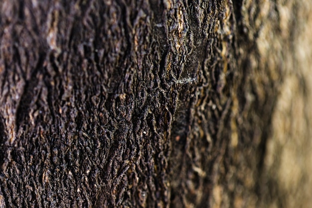 Foto grátis detalhe, de, marrom, tronco madeira