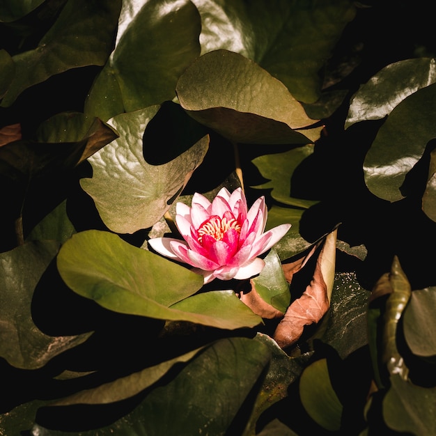 Detalhe, de, tropicais, flor vermelha