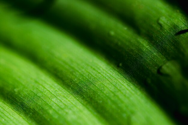 Detalhe, de, um, folha verde