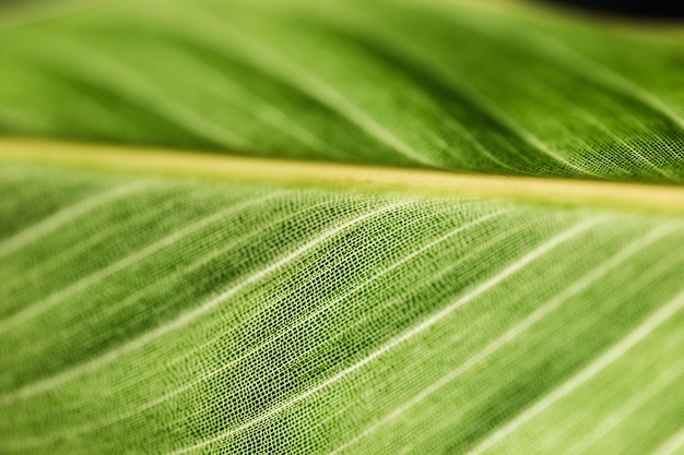 Detalhe, de, um, folha verde