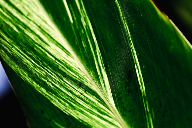 Detalhe, de, um, folha verde