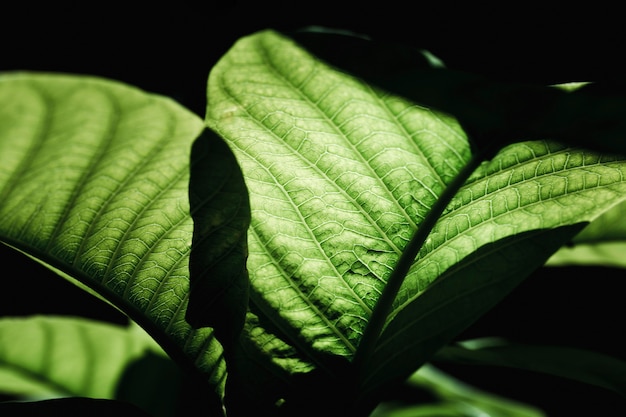 Detalhe, de, um, folha verde