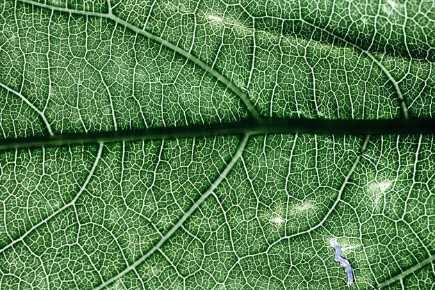 Detalhe, de, um, folha verde