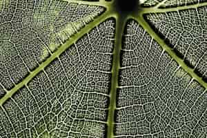 Foto grátis detalhe, de, um, folha verde