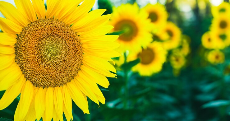 Foto grátis detalhe de um girassol em flor em um campo de close de foco seletivo com espaço livre
