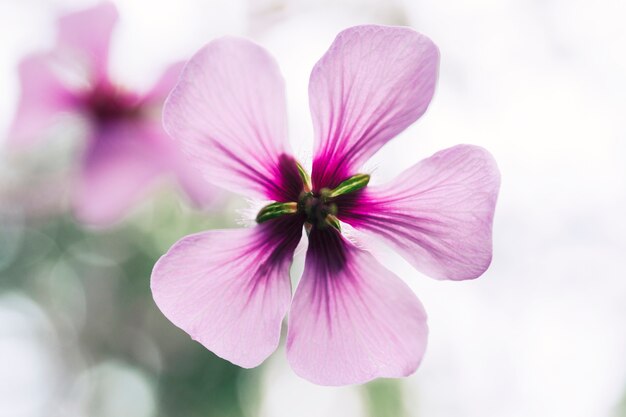 Detalhe, de, único, flor cor-de-rosa