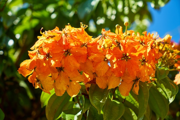 Foto grátis detalhe de verão de laranja macro mola