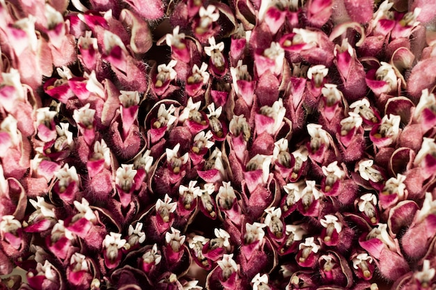 Detalhes de flores bonitas na natureza de perto