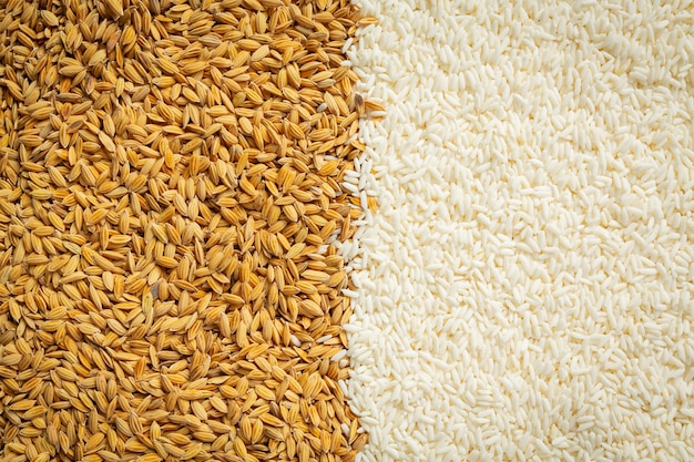 Detalhes de papel de parede de arroz em casca e arroz branco