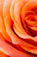 Foto grátis detalhes de pétalas de rosa laranja