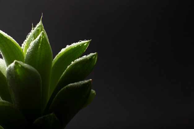 Detalhes de texturas de plantas de interior