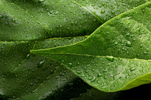 Detalhes de texturas de plantas de interior