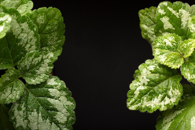 Foto grátis detalhes de texturas de plantas de interior