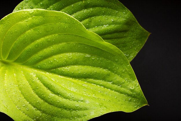 Detalhes de texturas de plantas de interior