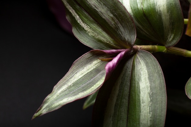 Foto grátis detalhes de texturas de plantas de interior