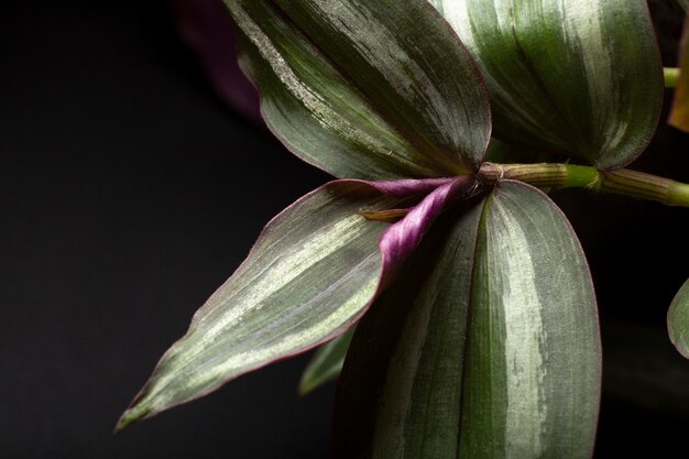 Detalhes de texturas de plantas de interior